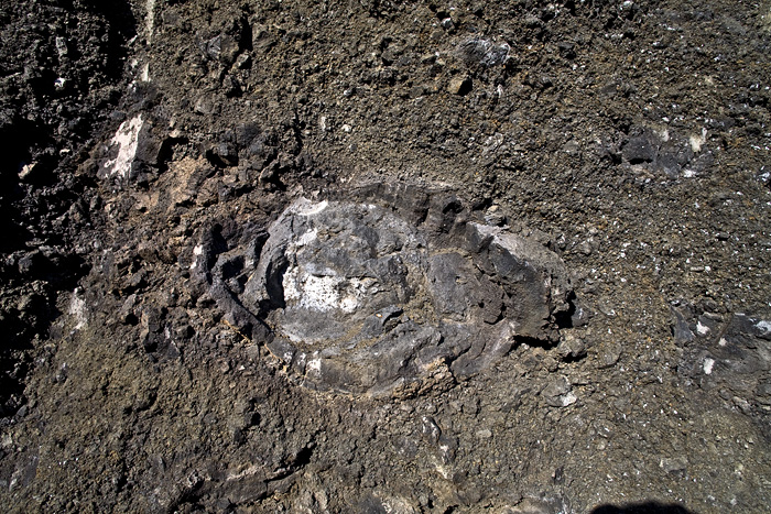 Une bombe de lave du volcan Eppelsberg. (Photo: Tobias Schorr)